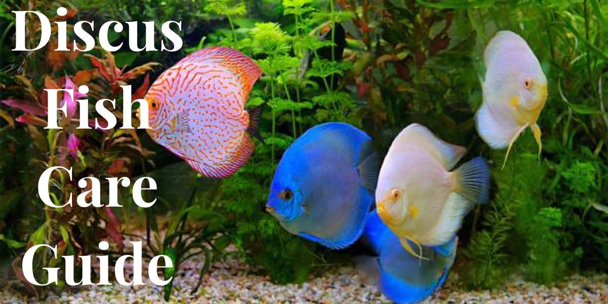 Discus Fish Care Guide: (Everything You Need To Know)